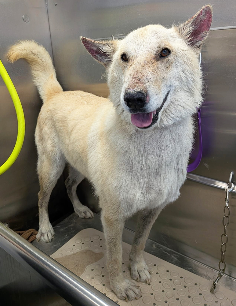 big-dog-in-bath