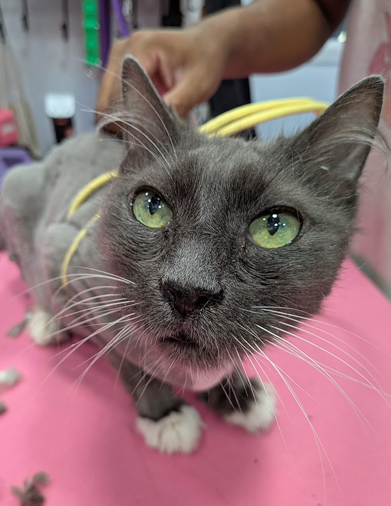 grey-cat
